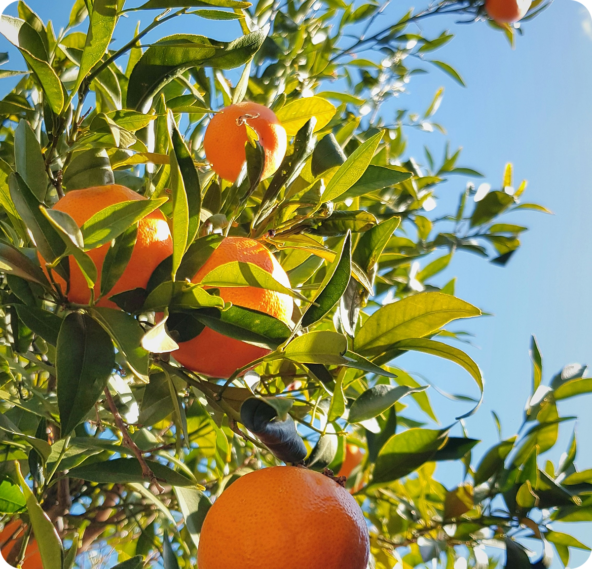 Orange Mango – O2 Hydration